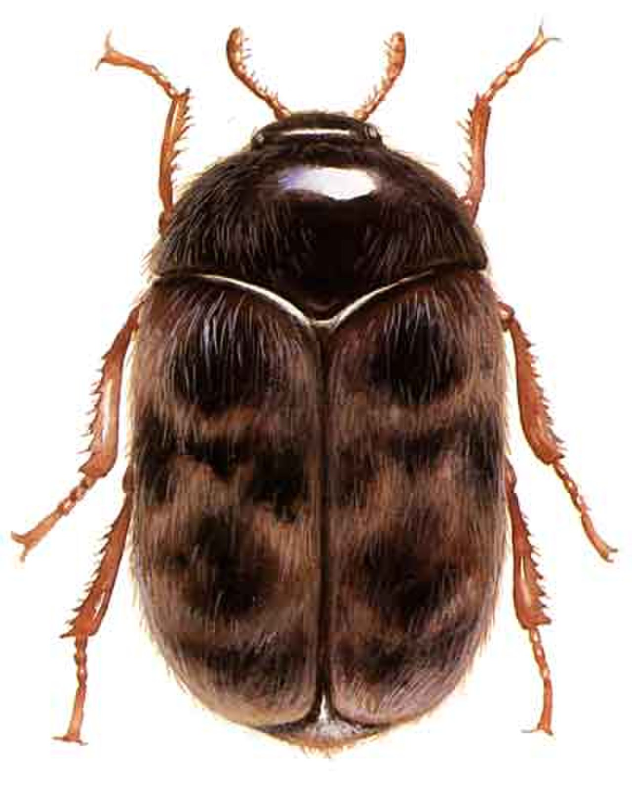 Khapra Bug